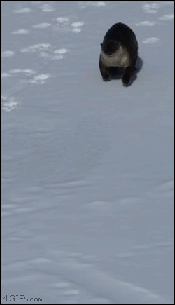 An otter has fun sliding down a hill of snow