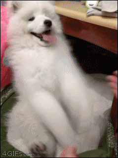 Samoyed puppy has fun playing with her owner