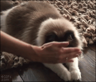 A cat adjusts to a hand it's way