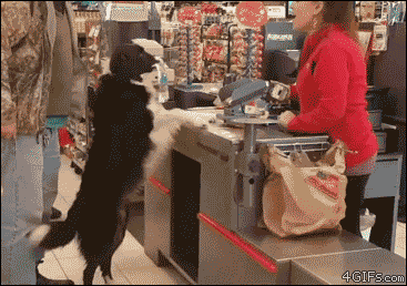 A smart dog shops for his own treats