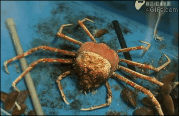A spider crab molts