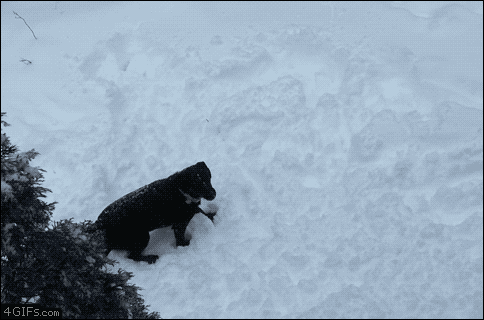 A dog enjoys eating flying snow