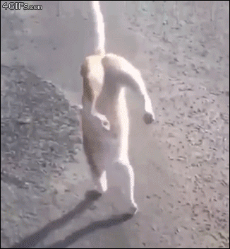 A cat easily walks on it's front legs