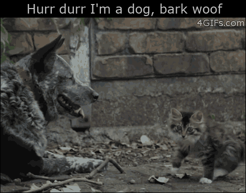 A kitten mocks a dog