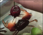 Crab-enjoys-eating-cherry