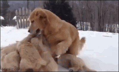 A mom dog stays busy playing with her 9 puppies