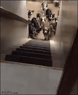 Patient dogs wait for their names to be called before they go upstairs