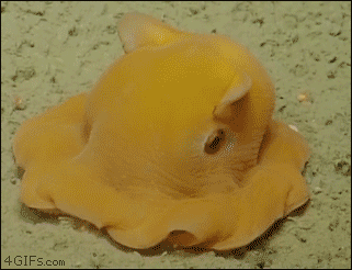 Camera shy octopus