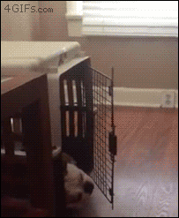 Lazy bulldog keeps hitting herself in the face with crate door
