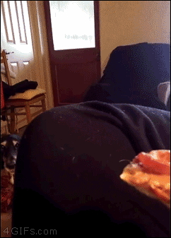 A basset hound loves pizza