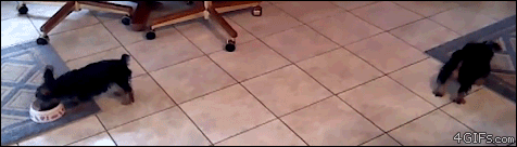 Puppies decide to switch food bowls while eating
