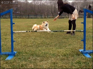 A dog makes a weak attempt at jumping an obstacle