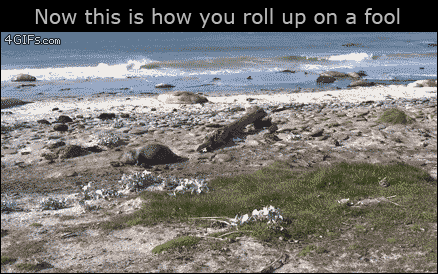 Seal-rolling-up