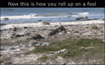 Seal-rolling-up