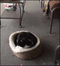 A dog enjoys scaring a cat trying to sleep