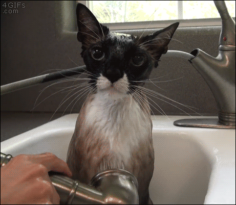Cat Shower Sink Sprayer Bath, Cat In A Bathtub Gif