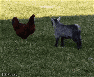 Excited baby goat butts heads with a rooster