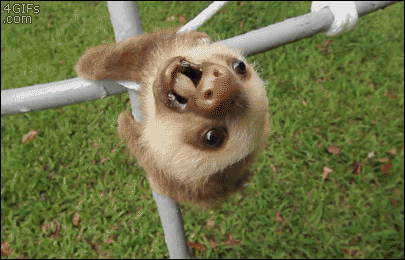 A baby sloth falls over and hangs by it's feet