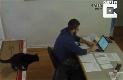 A cat interrupts a guy doing taxes