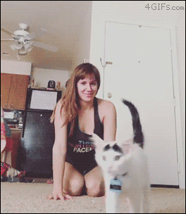 https://forgifs.com/gallery/d/280558-2/Ninja-cat-attacks-yoga-pose.gif