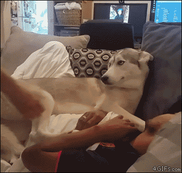 Husky doesn't want to leave it's human