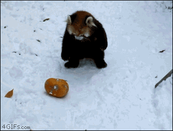 Fierce red panda vs. pumpkin