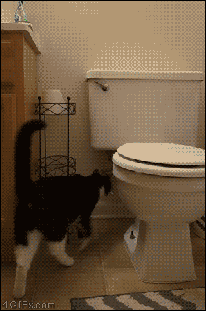 Mischievous cat likes flushing the toilet