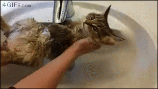 A cat air swims while getting a bath in a sink