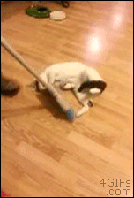 Curling with a cat and broom