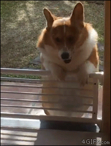 A pudgy corgi tries to get over a short gate