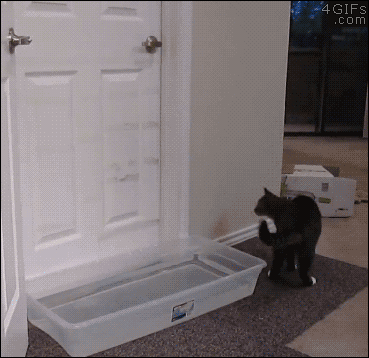 A cat jumps to avoid a blockade and turn a door handle
