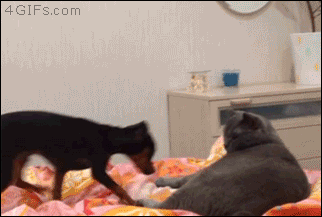 A cat tries to push away an intrusive dog