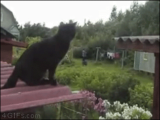 A cat wants to jump from one rooftop to another