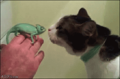 Baby-chameleon-meets-cat