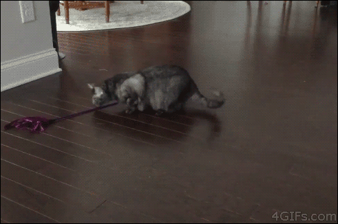 A cat grabs a toy and starts spinning