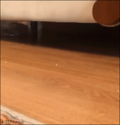 A cat slides upside down from under a couch