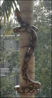 Snake-coils-itself-up-tree