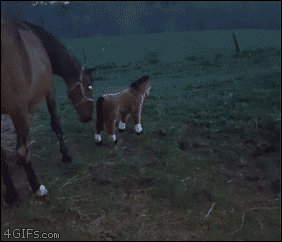 A horse reacts to a stuffed pony