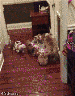 Bulldog dad manages to get a break from his puppies
