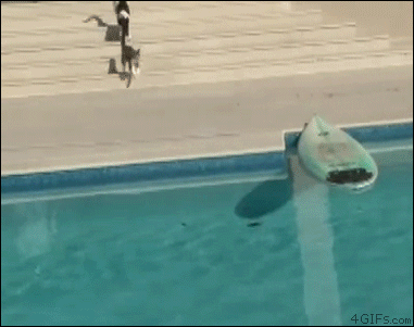 Clever cat uses a surfboard to escape a dog