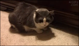 A cat hiding under a dresser steals a treat