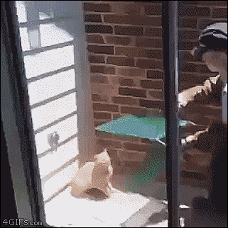 A cat escapes a catcher