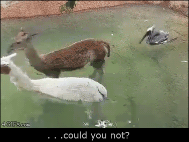 A bird keeps biting an alpaca's tail