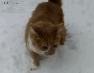 Dog-cat-snow-faceplant.gif