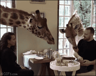 A couple of giraffes invite themselves to breakfast