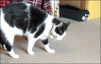 Cat decides it's time to start somersaulting