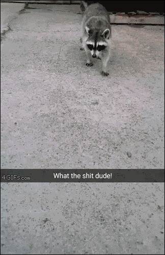 A raccoon gets greedy when offered a marshmallow