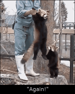 A red panda enjoys being swung side to side