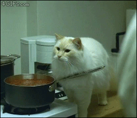 Cooking-with-cats-misunderstanding.gif