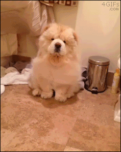 A cute chow chow enjoys being blow dried